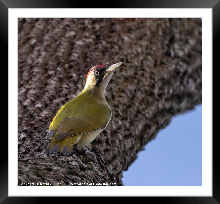 Green Woodpecker Framed Mounted Print by David O'Brien