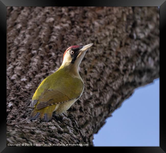 Green Woodpecker Framed Print by David O'Brien