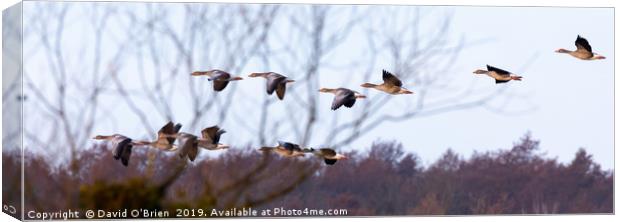 Greylag Geese in flight Canvas Print by David O'Brien