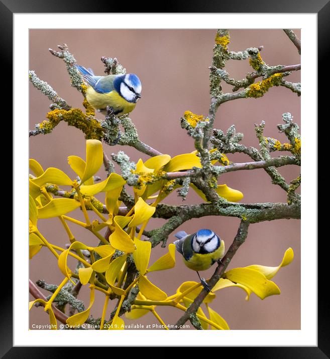 Pair of Blue Tits (1) Framed Mounted Print by David O'Brien