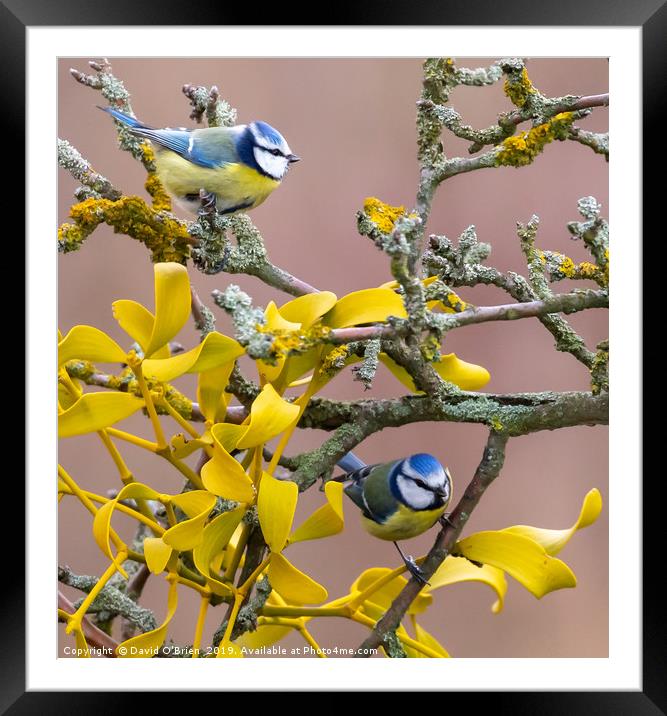 Pair of Blue Tits (2) Framed Mounted Print by David O'Brien