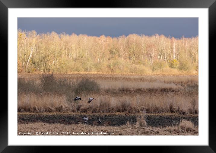 Morning Landscape with Cranes Framed Mounted Print by David O'Brien
