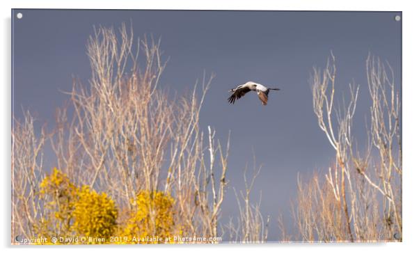 Crane in flight Acrylic by David O'Brien