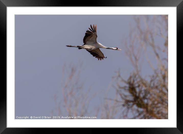 Low-flying Crane Framed Mounted Print by David O'Brien