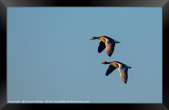Greylag Geese in flight Framed Print by David O'Brien