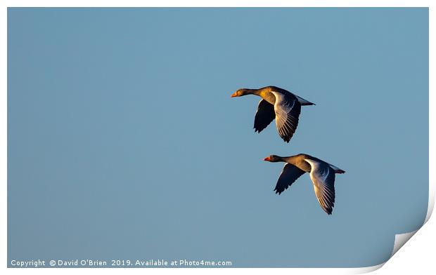 Greylag Geese in flight Print by David O'Brien