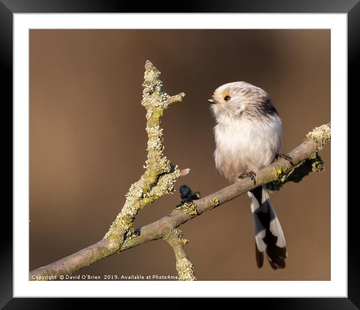 Long-tailed Tit Framed Mounted Print by David O'Brien