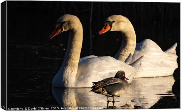 Swans and Teal Duck Canvas Print by David O'Brien