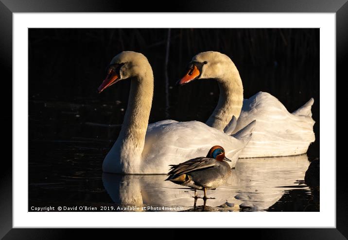 Swans and Teal Duck Framed Mounted Print by David O'Brien