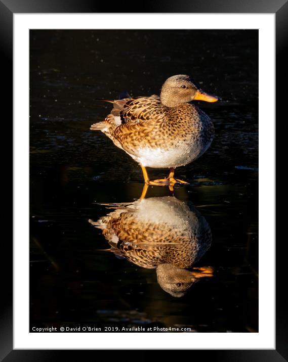 Teal Duck (female) Framed Mounted Print by David O'Brien