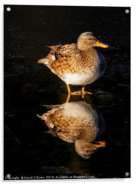 Teal Duck (female) Acrylic by David O'Brien