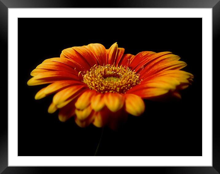Floral Flames. Framed Mounted Print by Aj’s Images