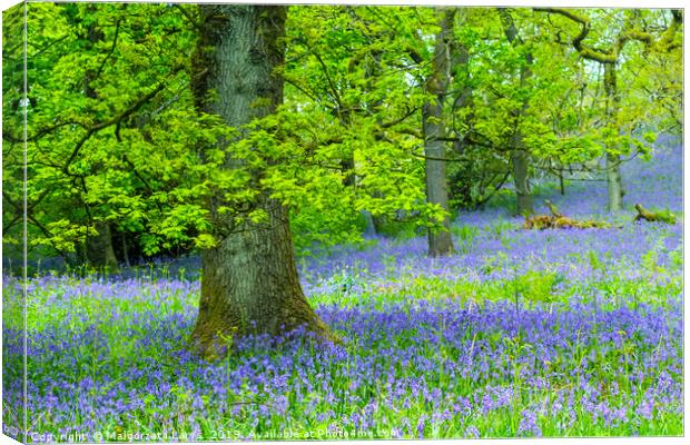 Beautiful oak tree in the forest with bluebells me Canvas Print by Malgorzata Larys
