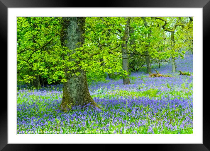 Beautiful oak tree in the forest with bluebells me Framed Mounted Print by Malgorzata Larys
