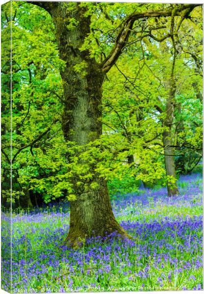 Beautiful oak tree in the forest with bluebells me Canvas Print by Malgorzata Larys