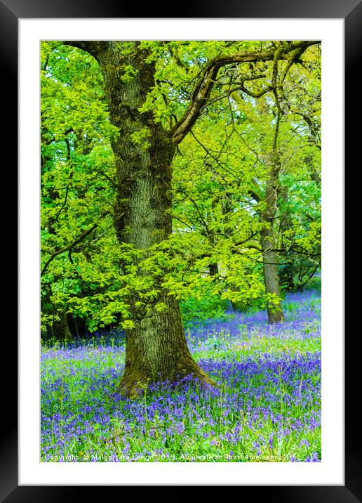 Beautiful oak tree in the forest with bluebells me Framed Mounted Print by Malgorzata Larys