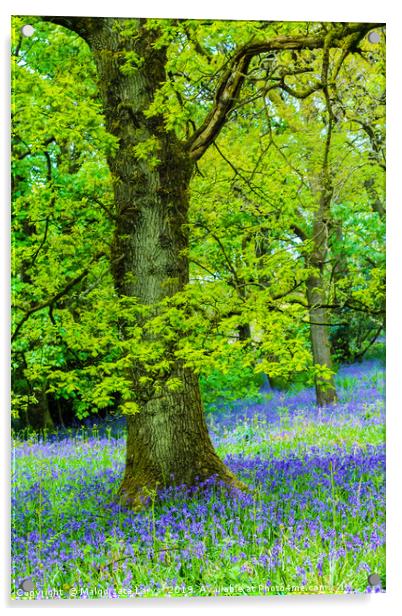 Beautiful oak tree in the forest with bluebells me Acrylic by Malgorzata Larys