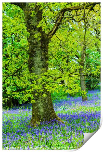 Beautiful oak tree in the forest with bluebells me Print by Malgorzata Larys