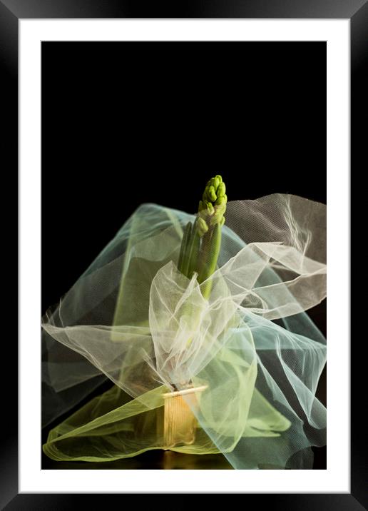 Hyacinth in a pot   Framed Mounted Print by Larisa Siverina