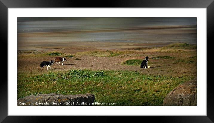 Collie Football Framed Mounted Print by Heather Goodwin