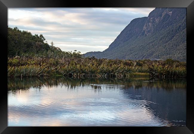 Mirror lake, between Te Anua and Milford Sound, Ne Framed Print by Hazel Wright