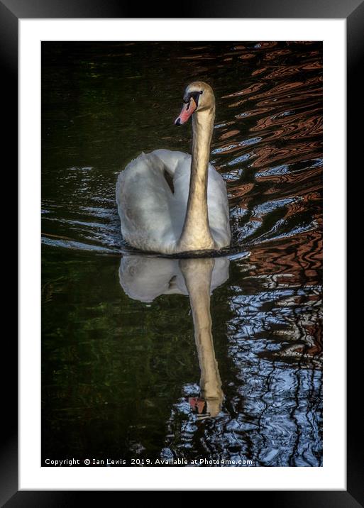 A Swan On The Kennet Framed Mounted Print by Ian Lewis