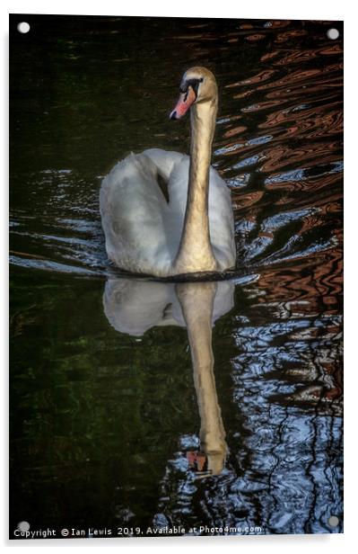 A Swan On The Kennet Acrylic by Ian Lewis