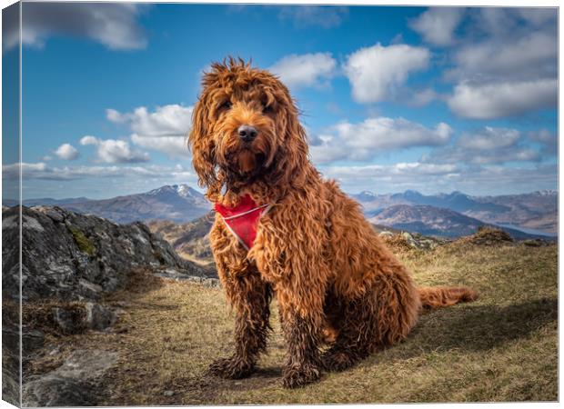 Cockapoo on a mountain Canvas Print by George Robertson