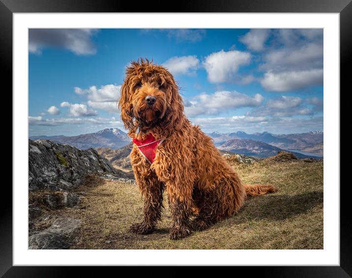 Cockapoo on a mountain Framed Mounted Print by George Robertson