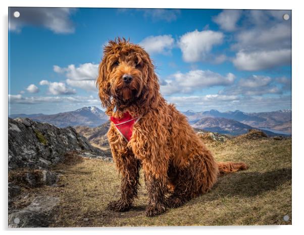 Cockapoo on a mountain Acrylic by George Robertson