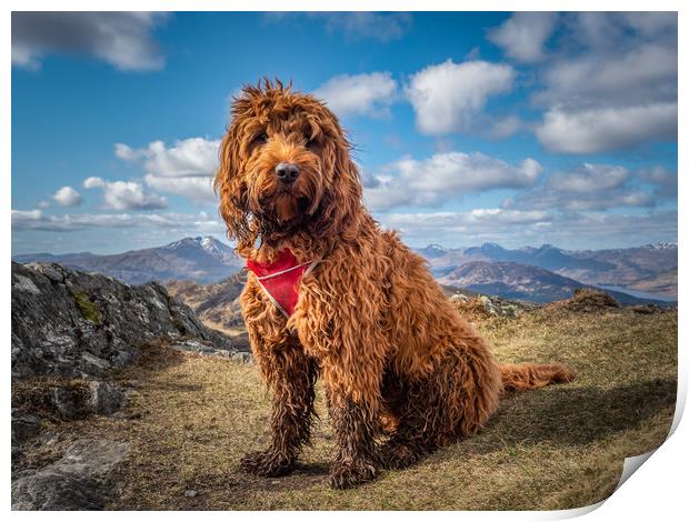 Cockapoo on a mountain Print by George Robertson