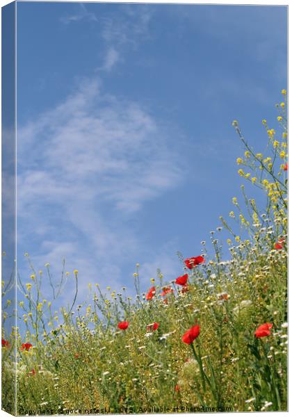 wild flowers and blue sky meadow Canvas Print by goce risteski