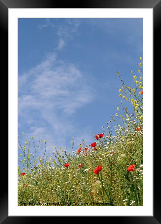wild flowers and blue sky meadow Framed Mounted Print by goce risteski