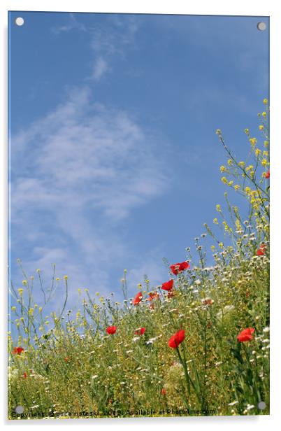 wild flowers and blue sky meadow Acrylic by goce risteski