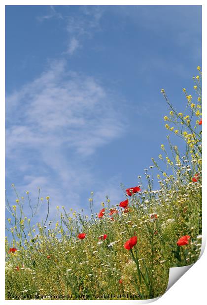 wild flowers and blue sky meadow Print by goce risteski