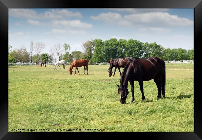 herd of horses grazing ranch scene Framed Print by goce risteski