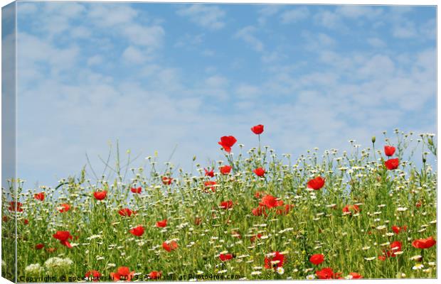 wild flowers meadow and blue sky Canvas Print by goce risteski
