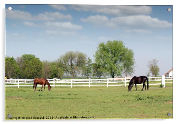 brown and black horse in corral farm scene Acrylic by goce risteski