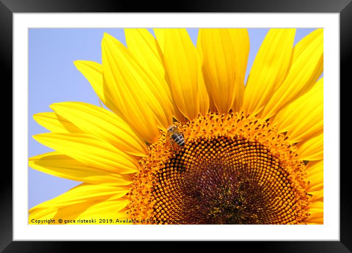 bee on sunflower close up Framed Mounted Print by goce risteski