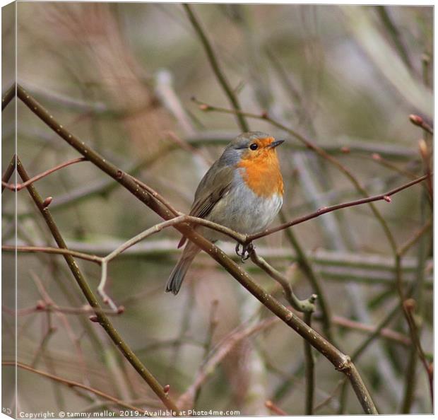 Melodic Robin on Knypersley Reservoir Canvas Print by tammy mellor