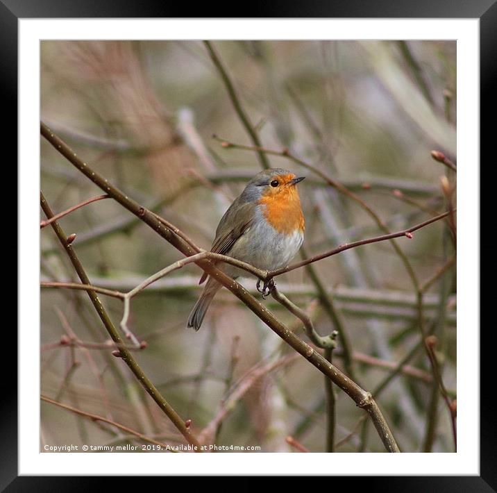 Melodic Robin on Knypersley Reservoir Framed Mounted Print by tammy mellor