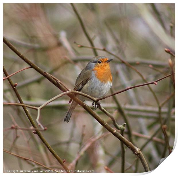 Melodic Robin on Knypersley Reservoir Print by tammy mellor