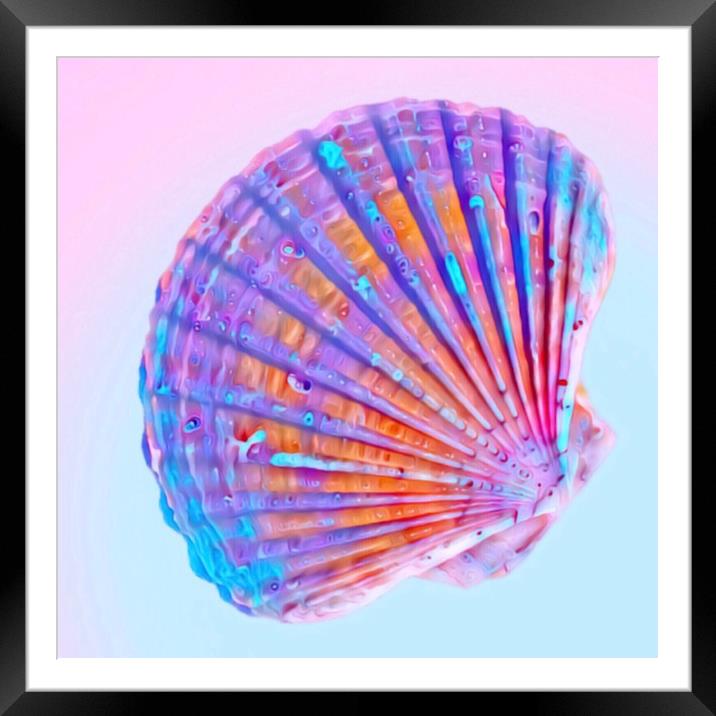 Pretty Pink Scallop Shell Framed Mounted Print by Beryl Curran