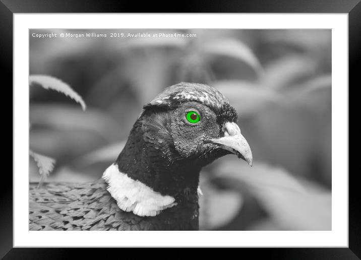 Green Eyed Pheasant Framed Mounted Print by Morgan Williams