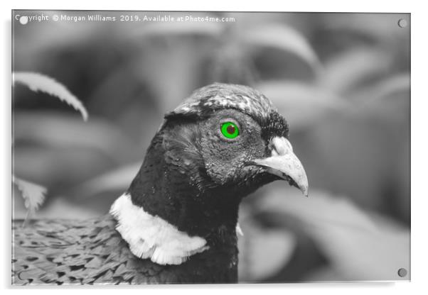 Green Eyed Pheasant Acrylic by Morgan Williams