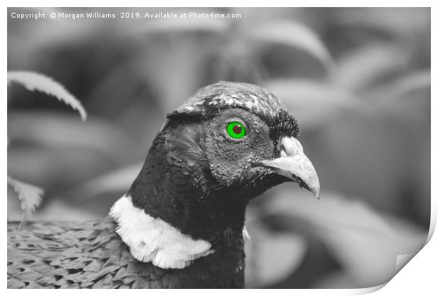 Green Eyed Pheasant Print by Morgan Williams