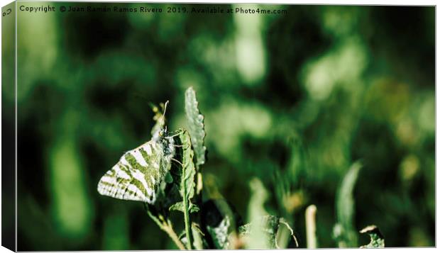 The butterfly with green and white wings is well c Canvas Print by Juan Ramón Ramos Rivero