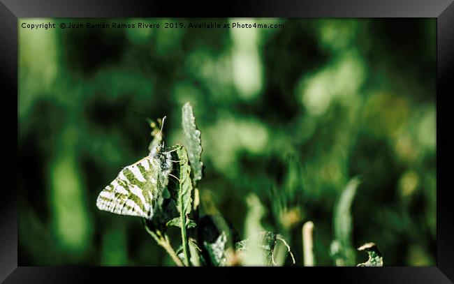 The butterfly with green and white wings is well c Framed Print by Juan Ramón Ramos Rivero