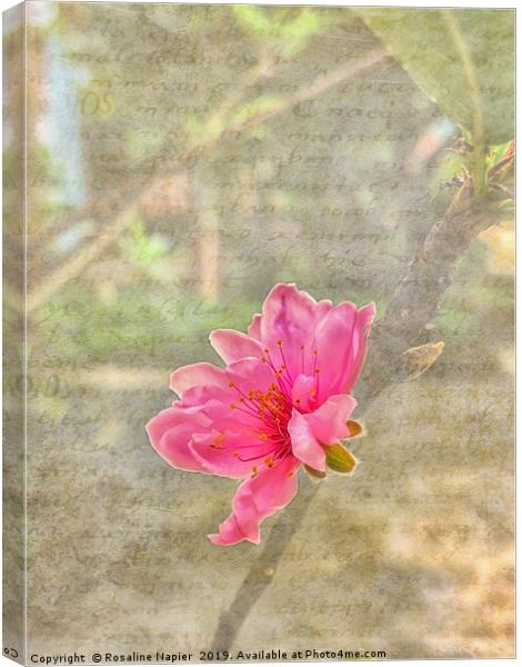 Peach tree blossom with texture Canvas Print by Rosaline Napier