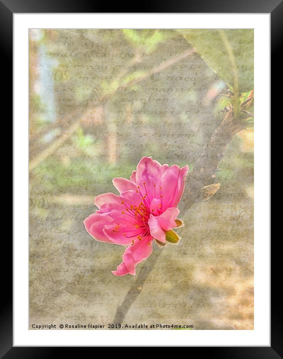 Peach tree blossom with texture Framed Mounted Print by Rosaline Napier
